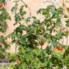 Gardener's Vertex Lifetime Tomato Cage -Eco Garden Shop 8598426 0004 tif