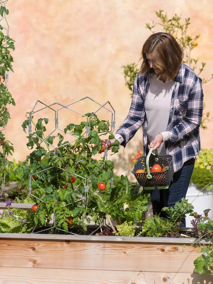 Gardener's Vertex Lifetime Tomato Cage 6 Gardener's Vertex Lifetime Tomato Cage - Image 4