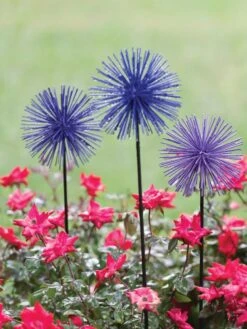 Everbloomin' Alliums, Set Of 3 -Eco Garden Shop 8598435 1000 tif