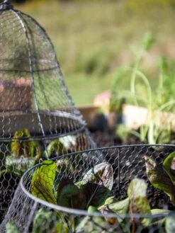 Chicken Wire Cloche Extension -Eco Garden Shop 8599107 0602 tif