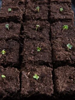 Vermont Compost Company Fort Vee™ Potting Mix, 20 Quarts -Eco Garden Shop 8599281 5930