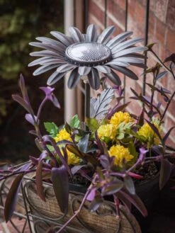 Desert Steel Daisy Solar Light -Eco Garden Shop 8599556 01V tif