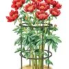 Titan Peony Supports, Medium, Set Of 2 2 Titan Peony Supports, Medium, Set Of 2 -Eco Garden Shop 8599858 0001 art tif