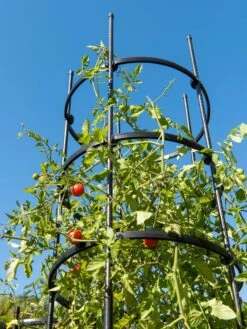 Titan Tall Tomato Cages, Set Of 3 -Eco Garden Shop 8599860 0066 tif