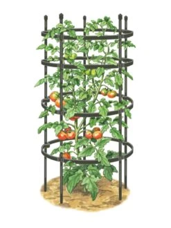 Titan Tomato Cages, Set Of 3 -Eco Garden Shop 8599861 0001 art tif