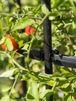 Titan Tomato Cages, Set Of 3 -Eco Garden Shop 8599861 0079 tif