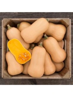 Brulee Butternut Squash Organic Seeds -Eco Garden Shop 8599867 01v