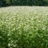 Common Buckwheat Organic Seeds -Eco Garden Shop 8599871 02v common buckwheat organic seeds