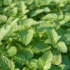 Lemon Balm Organic Seeds -Eco Garden Shop 8599880 01V tif