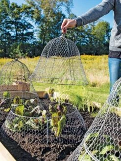 Chicken Wire Cloche With Extension -Eco Garden Shop 8600116 0604 3 4