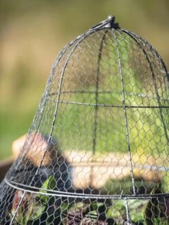 Chicken Wire Cloche With Extension -Eco Garden Shop 8600116 0607 tif