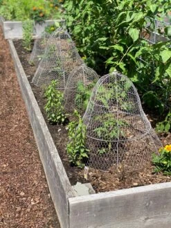 Chicken Wire Cloche With Extension -Eco Garden Shop 8600116 4930 tif