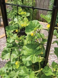 Gardener’s Victory Self-Watering Planter With Vine Trellis -Eco Garden Shop 8600176 6853