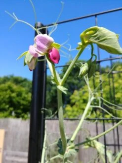 Gardener’s Victory Self-Watering Planter With Vine Trellis -Eco Garden Shop 8600177 6588 tif 1