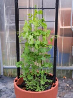 Gardener’s Victory Self-Watering Planter With Vine Trellis -Eco Garden Shop 8600178 5000 tif