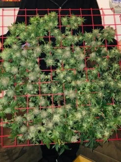 Hemp Success Kit -Eco Garden Shop 8600301 02TEST tif