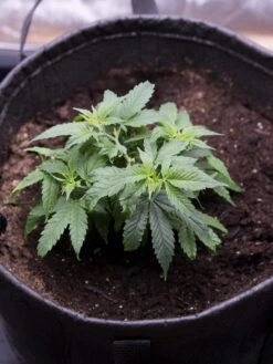 Hemp Success Kit -Eco Garden Shop 8600301 0584 tif