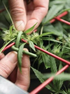 Hemp Success Kit -Eco Garden Shop 8600301 2002 tif