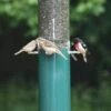 Birds Choice™ Feeder With Squirrel Baffle & Pole -Eco Garden Shop 8608734 02V tif