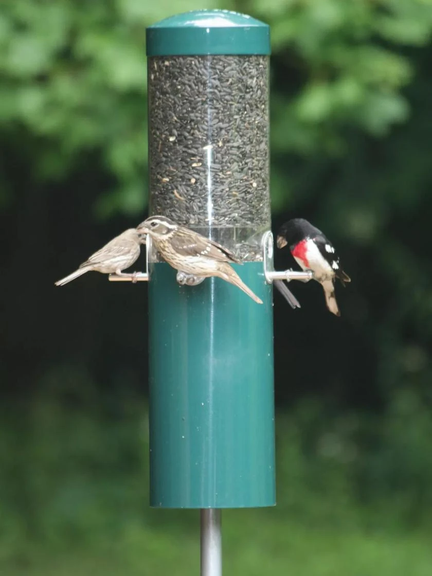 Birds Choice™ Feeder With Squirrel Baffle & Pole 3 Birds Choice™ Feeder With Squirrel Baffle & Pole