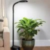 Agrobrite Floor LED Plant Lamp -Eco Garden Shop 8608870 0308 tif