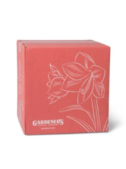 Amaryllis Planting Kit -Eco Garden Shop 8608878 755