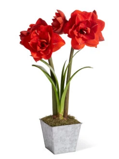 Amaryllis Planting Kit -Eco Garden Shop 8608878 diykit 2021 01