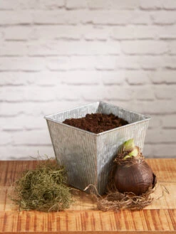 Amaryllis Planting Kit -Eco Garden Shop 8608878 diykit 2021 02