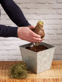 Amaryllis Planting Kit -Eco Garden Shop 8608878 diykit 2021 03