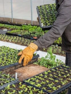 The Vermonter By Vermont Glove -Eco Garden Shop 8608918 08v