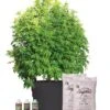 Victory Hemp Success Kit -Eco Garden Shop 8609041 4000 tif
