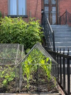 Chicken Wire Crop Coop -Eco Garden Shop 8609080 02CUST tif