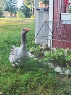 Chicken Wire Crop Coop -Eco Garden Shop 8609080 02IN tif