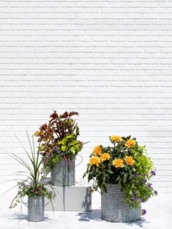 Metal Bucket Planters -Eco Garden Shop 8609085 0852 tif