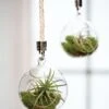 Mini Blown-Glass Hanging Terrarium, Set Of 2 2 Mini Blown-Glass Hanging Terrarium, Set Of 2 -Eco Garden Shop 8609218 0311 mini blown glass hanging terrarium set of 2