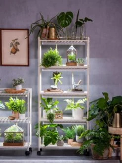 Oslo 4-Tier LED Grow Light Garden 21 Oslo 4-Tier LED Grow Light Garden -Eco Garden Shop 8609220 4116 tif