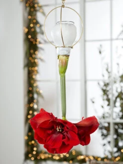 Waxed Amaryllis Brass Hangers, Set Of 3 -Eco Garden Shop 8609252 2020 6014