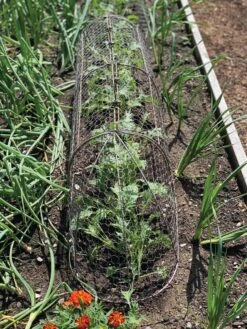 Chicken Wire Row Cloche Expandable Extra Large 3N1 12 Chicken Wire Row Cloche Expandable Extra Large 3N1 -Eco Garden Shop 8609412 5903 tif