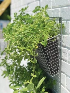 Wire Wall Pockets Vertical Gardens -Eco Garden Shop 8609429 9500 tif