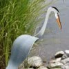 Florida Dancing Birds®, Great Blue Heron 2 Florida Dancing Birds®, Great Blue Heron -Eco Garden Shop 8609451 02V jpg