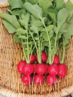 Family Garden Organic Seed Collection, Set Of 7 -Eco Garden Shop 8610262 Cherry Belle Radish 06V tif