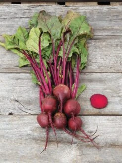 Family Garden Organic Seed Collection, Set Of 7 -Eco Garden Shop 8610262 Detroit Dark Red Beet 03V tif