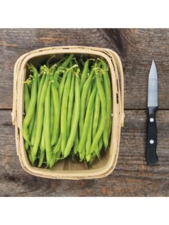 Antigua Bush Bean Organic Seeds -Eco Garden Shop 8610262 antigua bean 8 15 18 05v