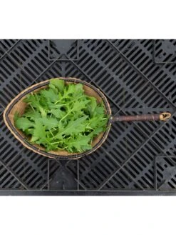 Silk Road Garden Organic Seed Collection, Set Of 6 -Eco Garden Shop 8610264 mizuna babyleaf 01v