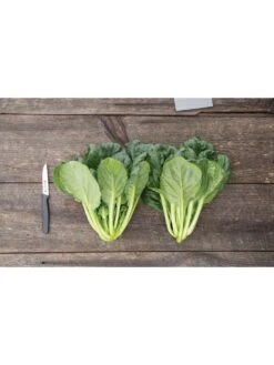 Silk Road Garden Organic Seed Collection, Set Of 6 -Eco Garden Shop 8610264 tat soi greens 03v