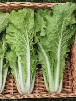 Silk Road Garden Organic Seed Collection, Set Of 6 -Eco Garden Shop 8610264 tokyo bekana 02v