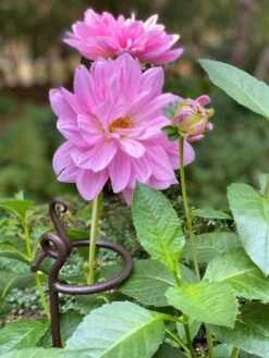 Arden Single Stem Supports, Set Of 2 9 Arden Single Stem Supports, Set Of 2 -Eco Garden Shop 8610375 5703 tif