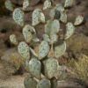 Desert Steel Prickly Pear Cactus Sculpture, Grande -Eco Garden Shop 8610769 02v desert steel prickly pear cactus grande