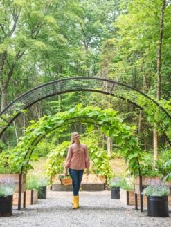 2’ X 8’ Arch Trellis For Planter Boxes -Eco Garden Shop 8610798 071 tif