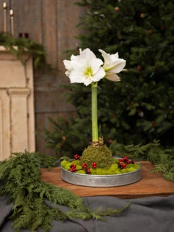 Galvanized Tray Round, 11" -Eco Garden Shop 8611084 5555 diy moss wrapped amaryllis kit